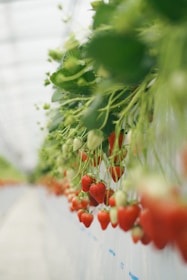 A lush environment where ripe strawberries hang in clusters along a vine supported by a structure. The scene is vibrant with red strawberries contrasting against the green leaves and stems.