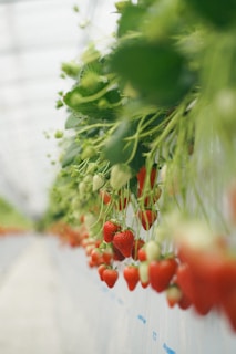 A vibrant greenhouse filled with lush green strawberry plants.