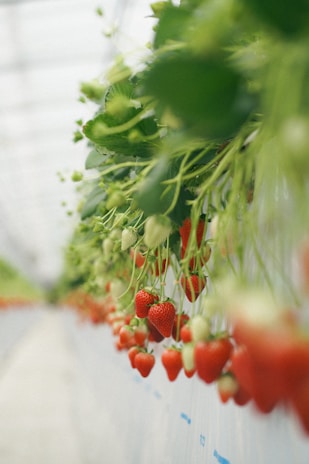 A vibrant greenhouse filled with lush green strawberry plants.