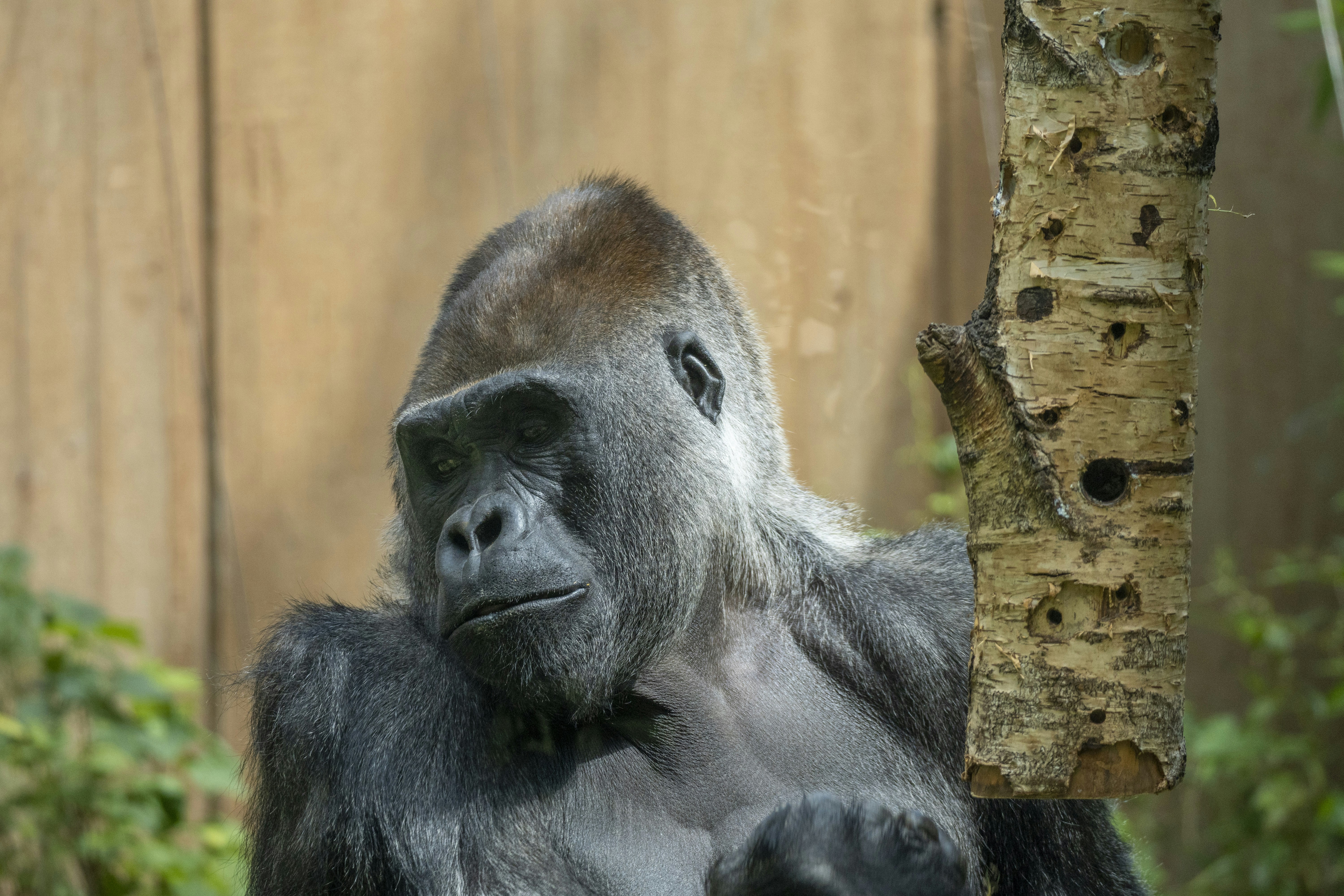 Send Your Wishes to Bristol Zoo Gorillas - Share Love