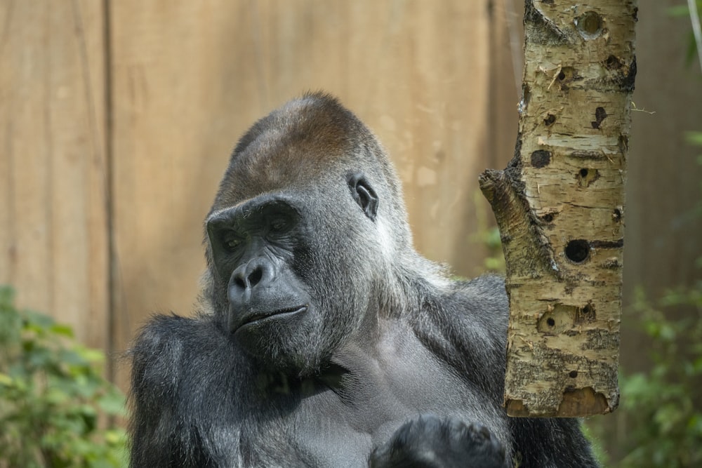 Un gorila plateado de pie junto a un árbol