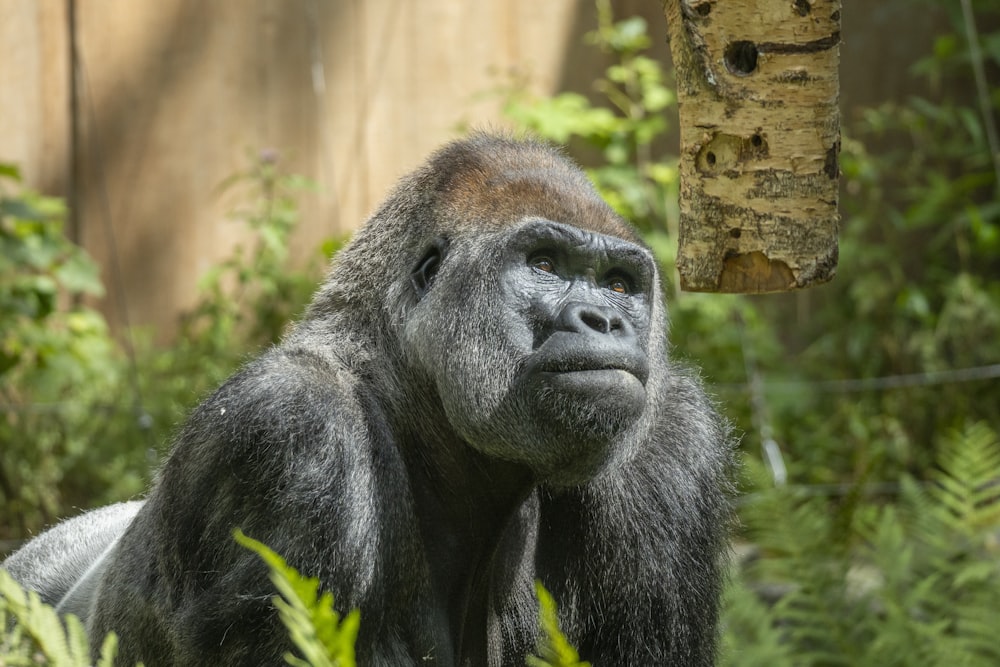 a close up of a gorilla near a tree