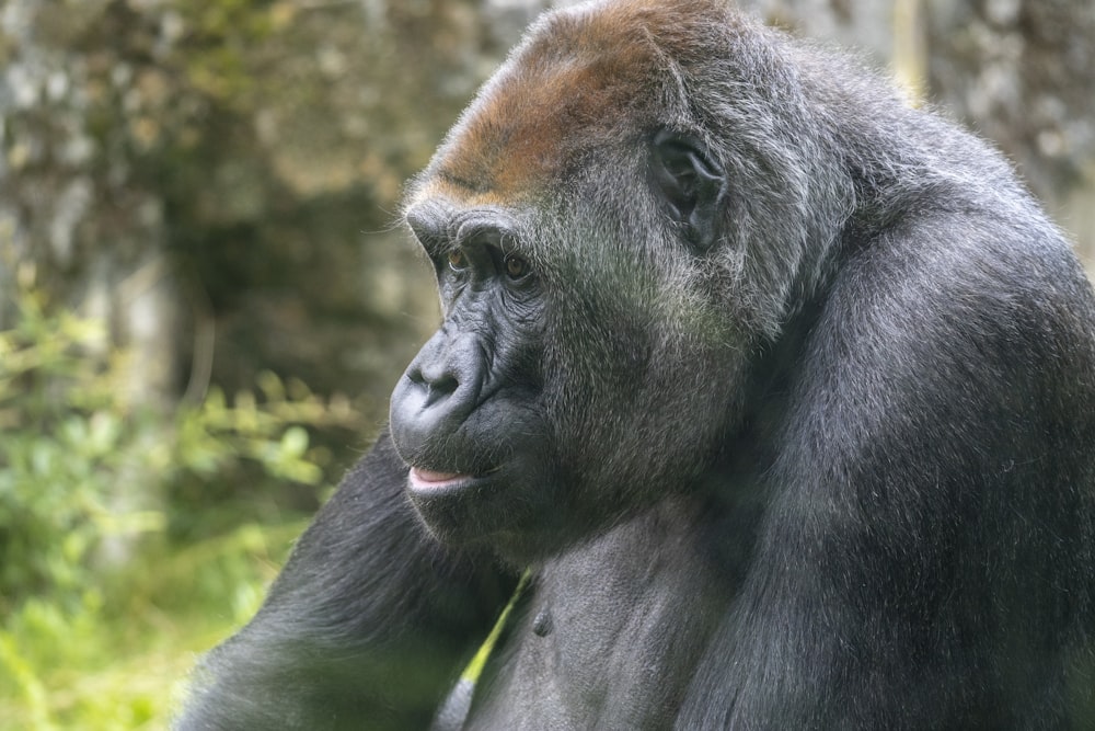 a close up of a gorilla in a field of grass