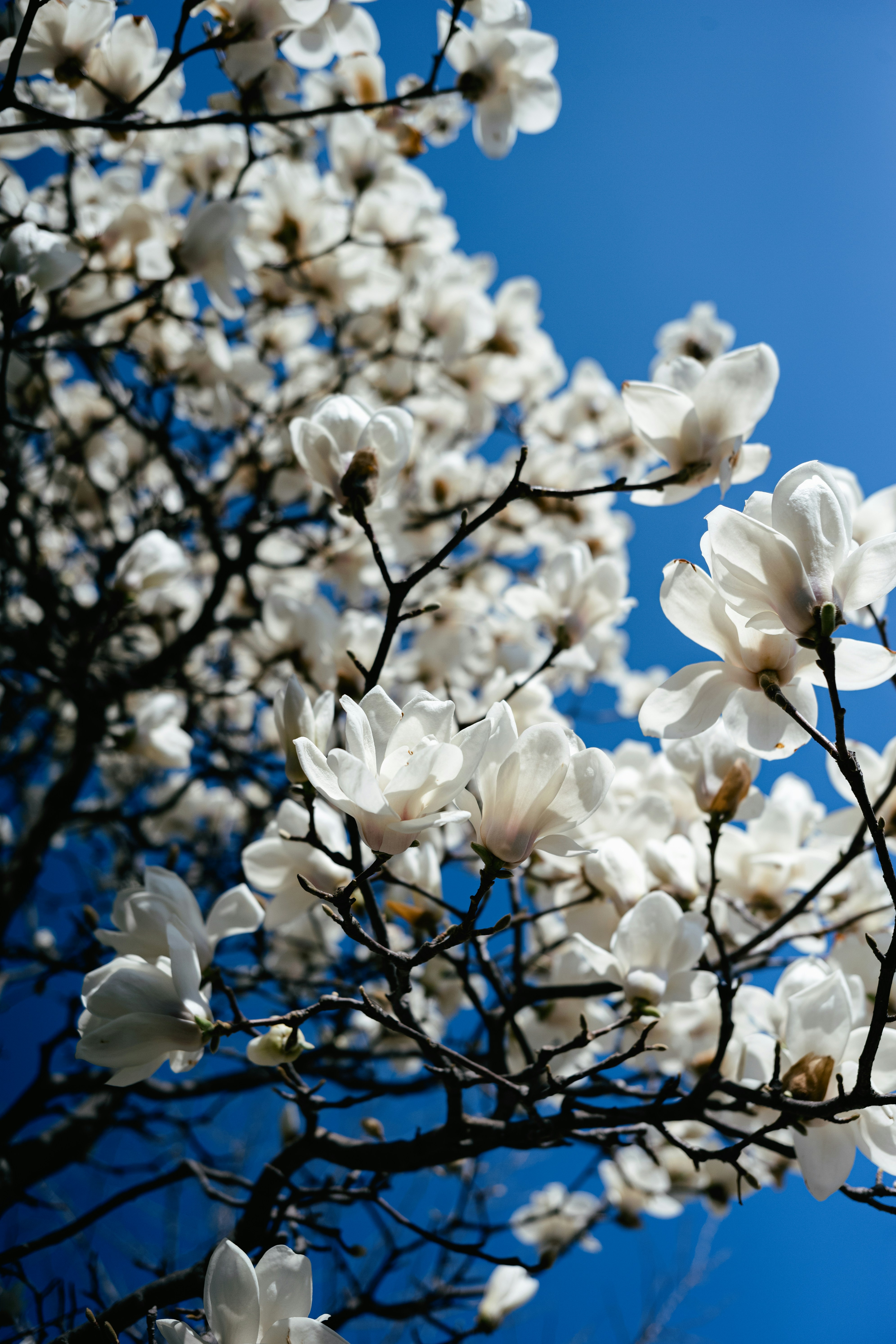 Photo by tommaomaoer
