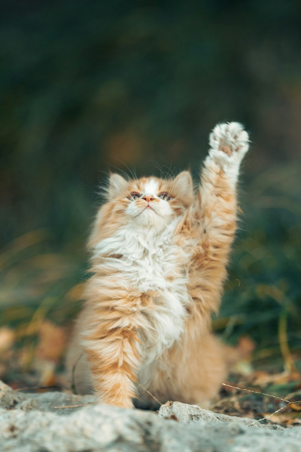 Un pequeño gatito naranja y blanco parado sobre sus patas traseras