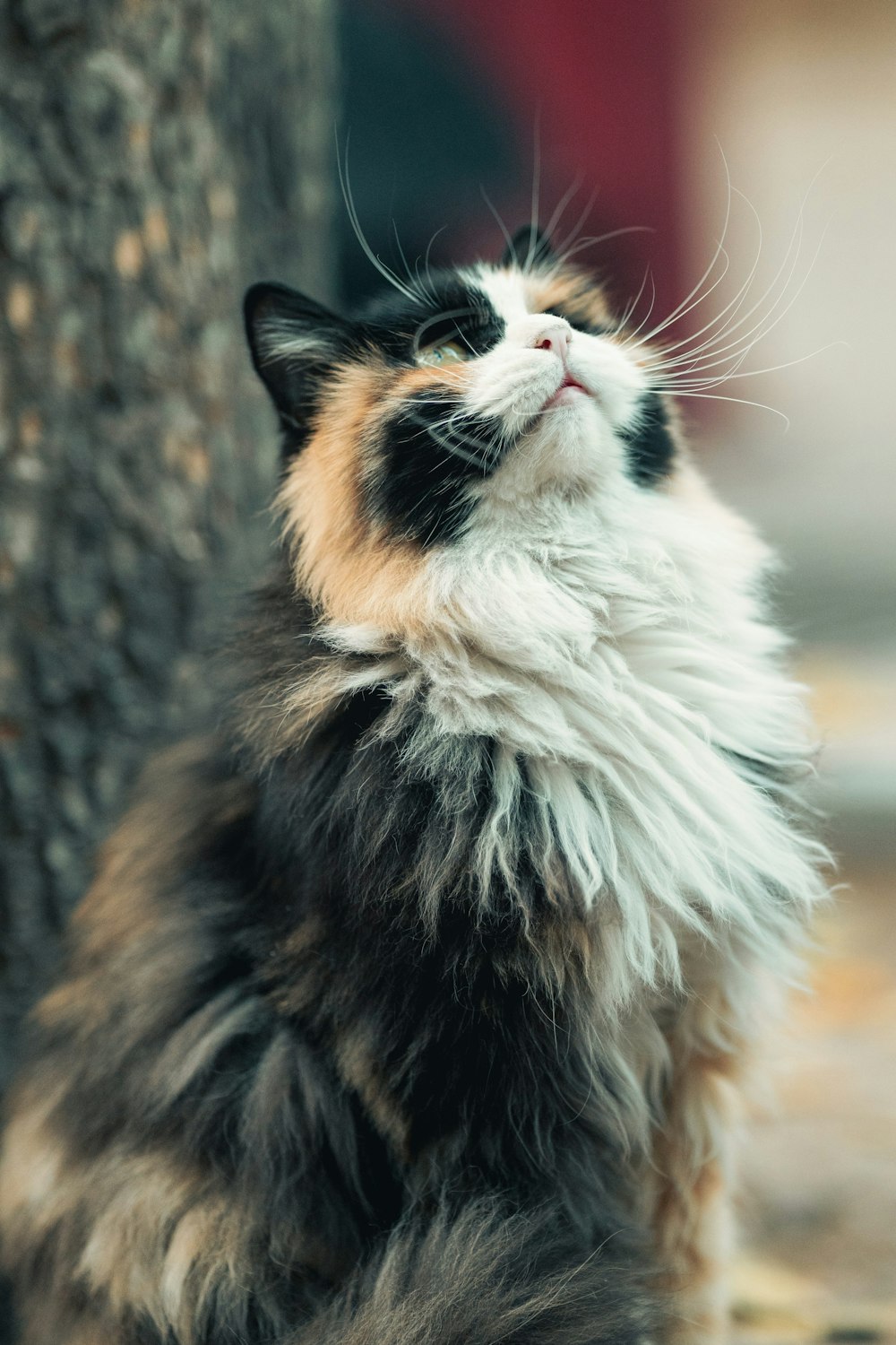 a black, white, and brown cat sitting next to a tree