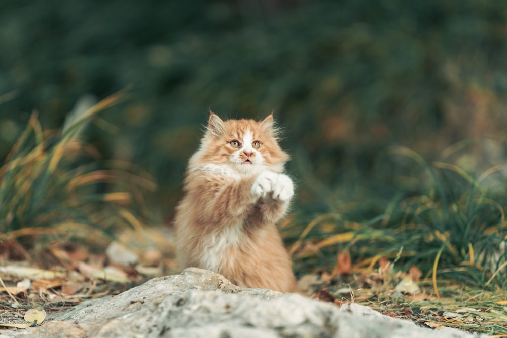 Un pequeño gatito naranja y blanco parado sobre sus patas traseras