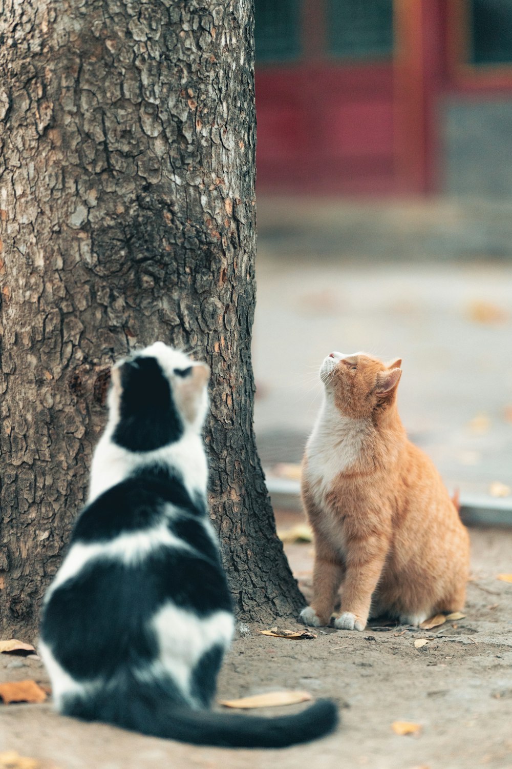 나무 옆에 앉아 있는 고양이 두 마리