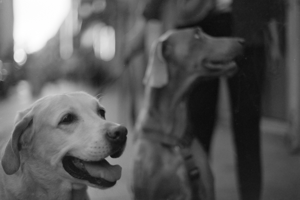 a black and white photo of two dogs