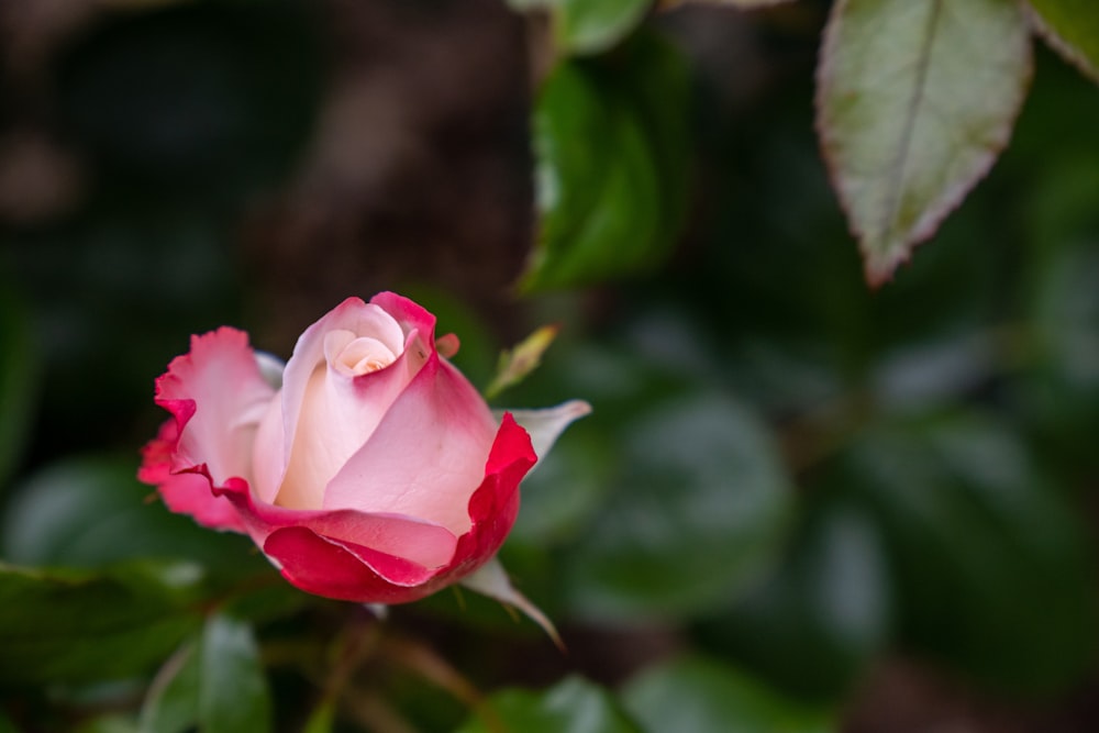 a pink and white rose with green leaves
