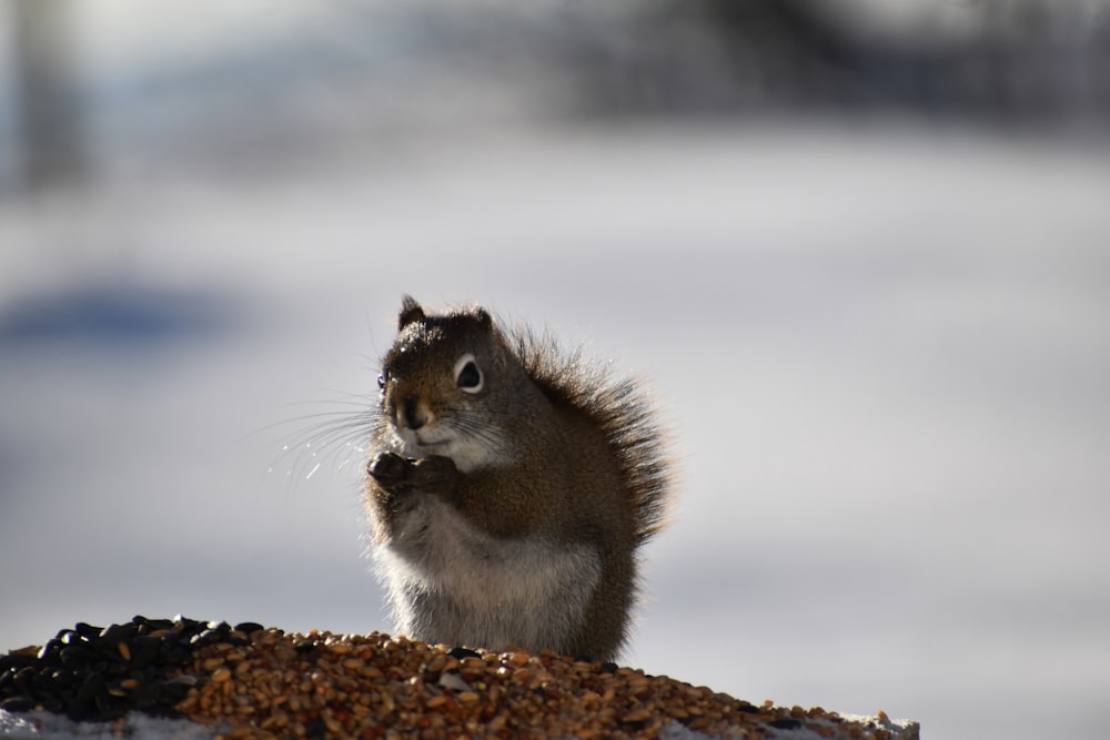 a squirrel eating seeds from a bird feeder