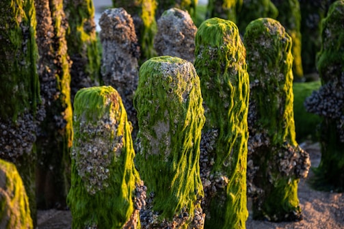 Vertical wooden pillars covered in vibrant green seaweed and clusters of barnacles create a textured, natural pattern in coastal light.