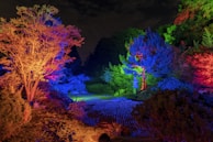 An outdoor scene showcasing landscape lighting in a garden.