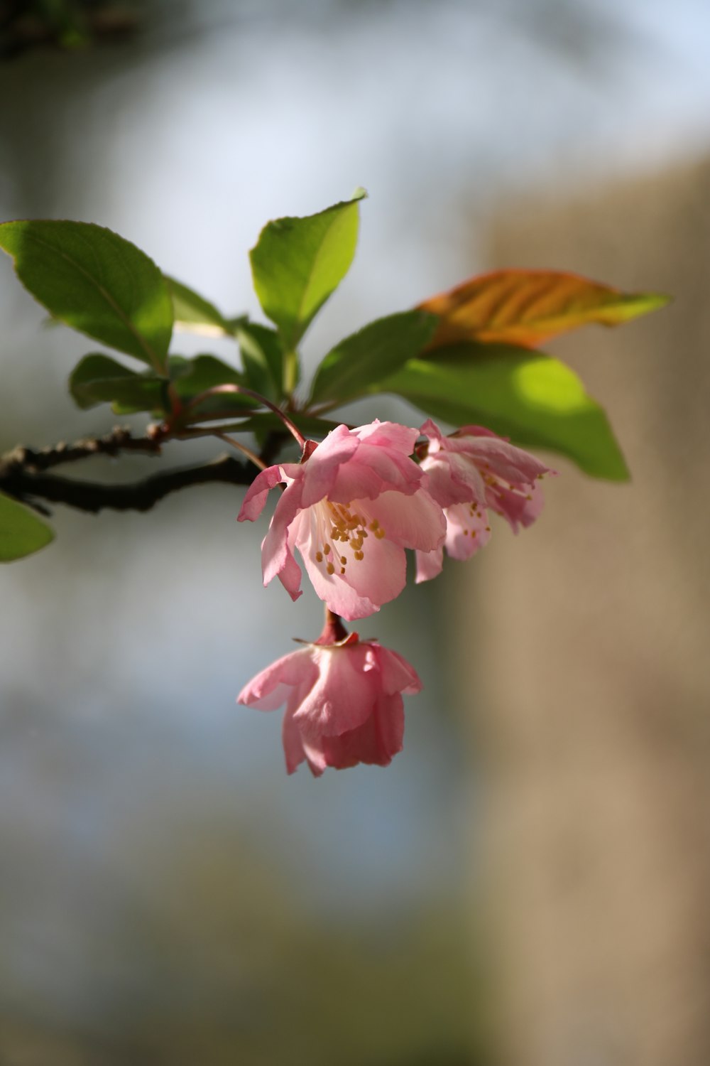 a pink flower is blooming on a tree branch