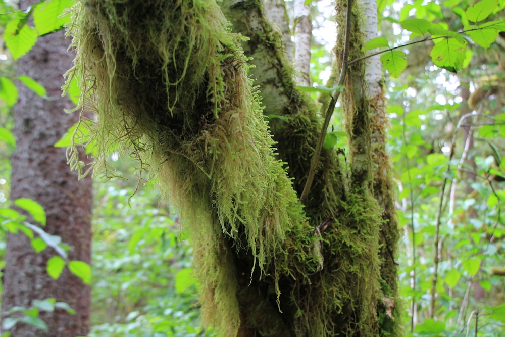 moss growing on a tree in a forest