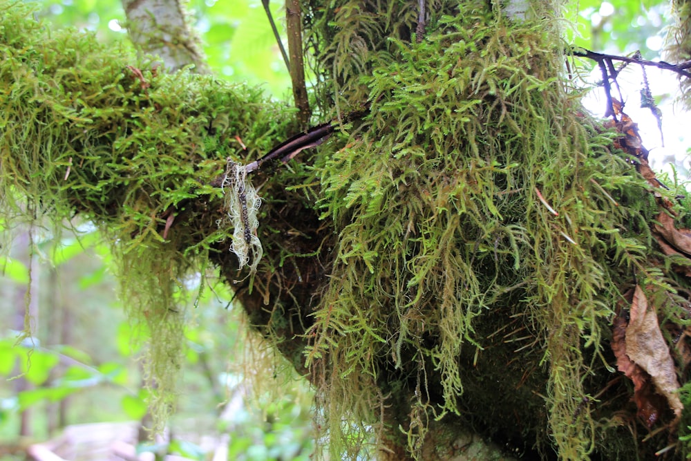 moss growing on a tree in a forest