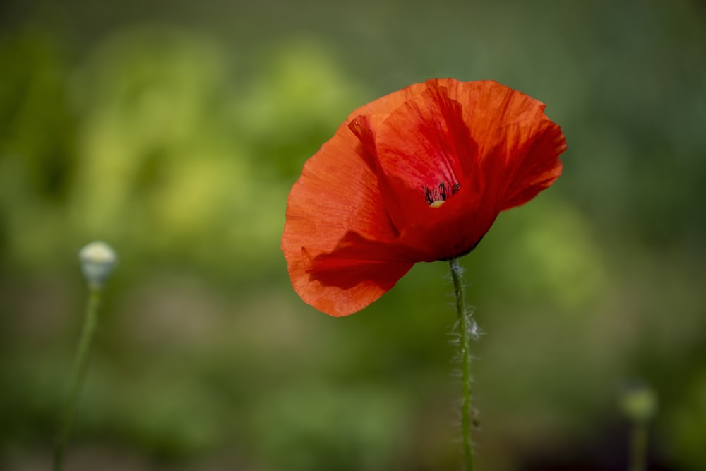 a single red flower with a blurry background