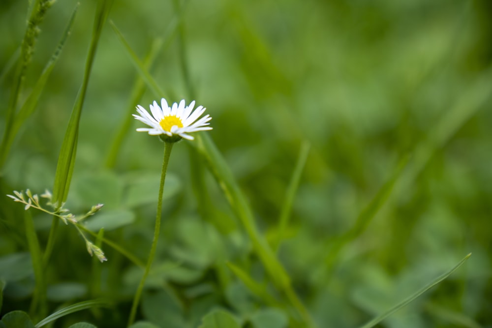 a single white flower sitting in the middle of a green field
