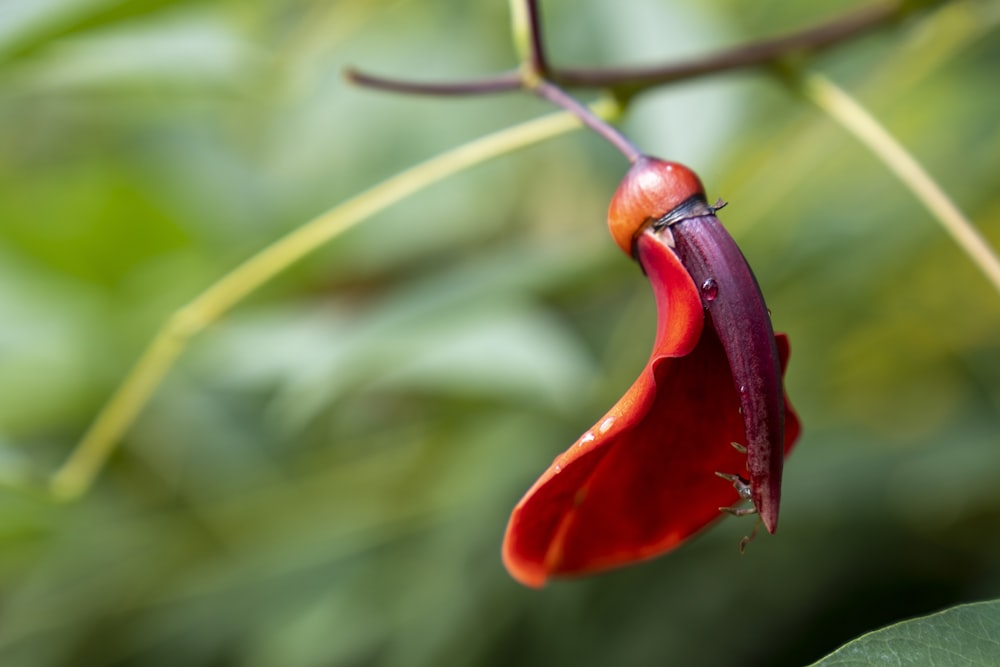 a close up of a flower on a plant