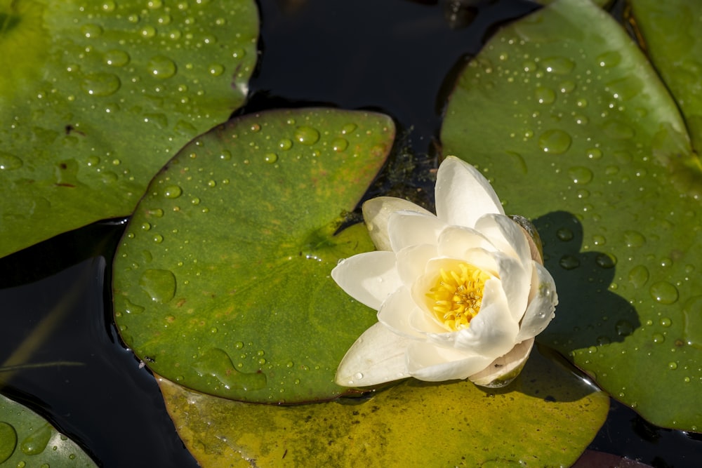 a white water lily floating on top of a green lily pad