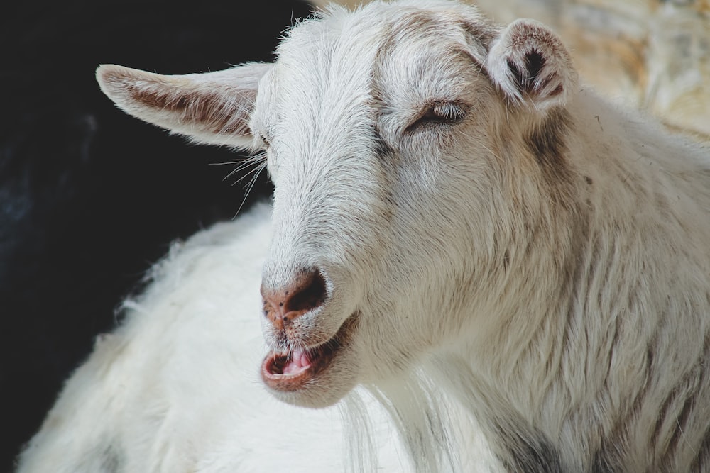 a close up of a goat with its mouth open