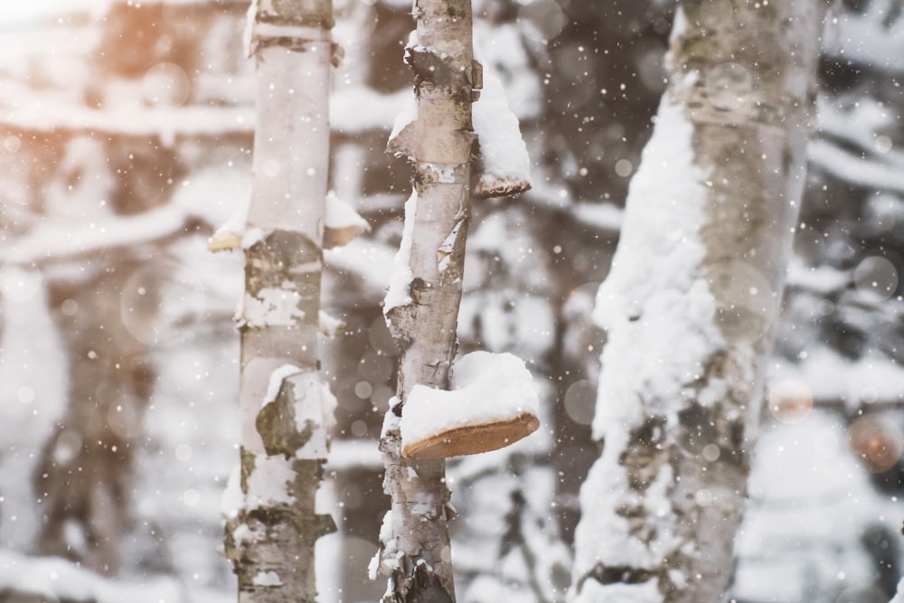 um grupo de árvores cobertas de neve ao lado de uma floresta