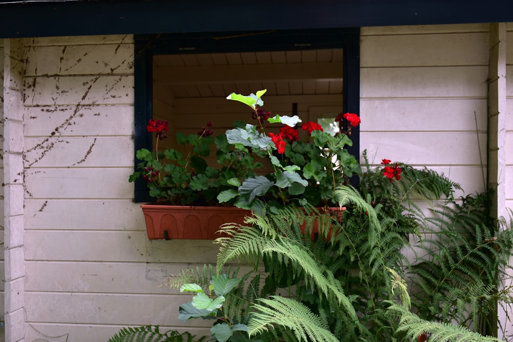 a window with a planter filled with red and white flowers