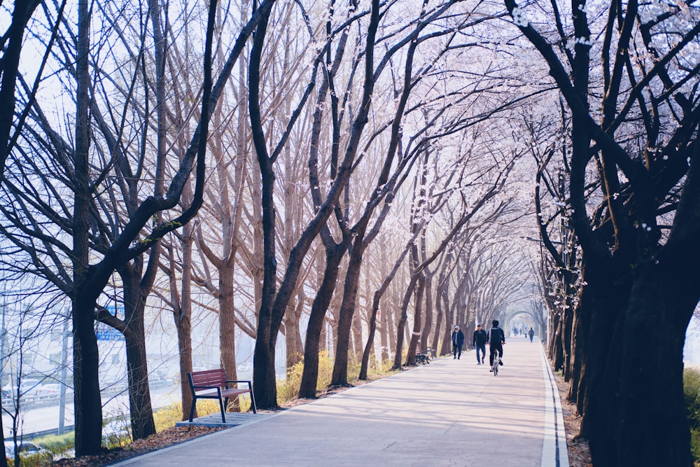 a couple of people walking down a tree lined street