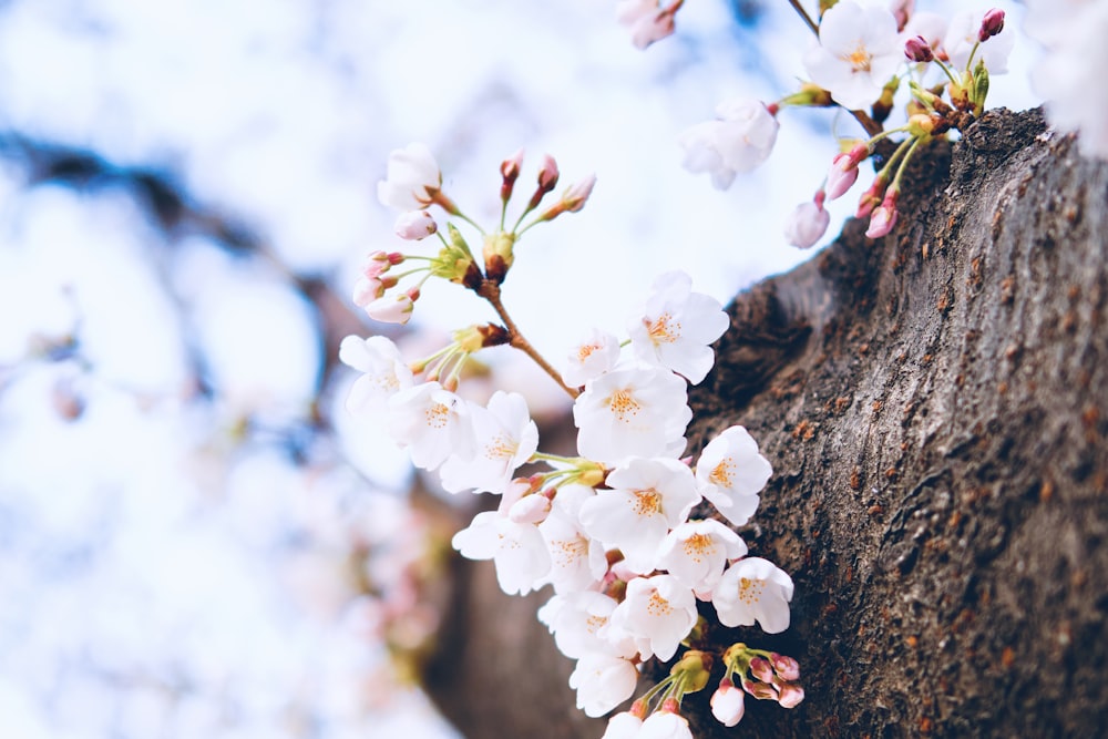 a branch of a tree with white flowers