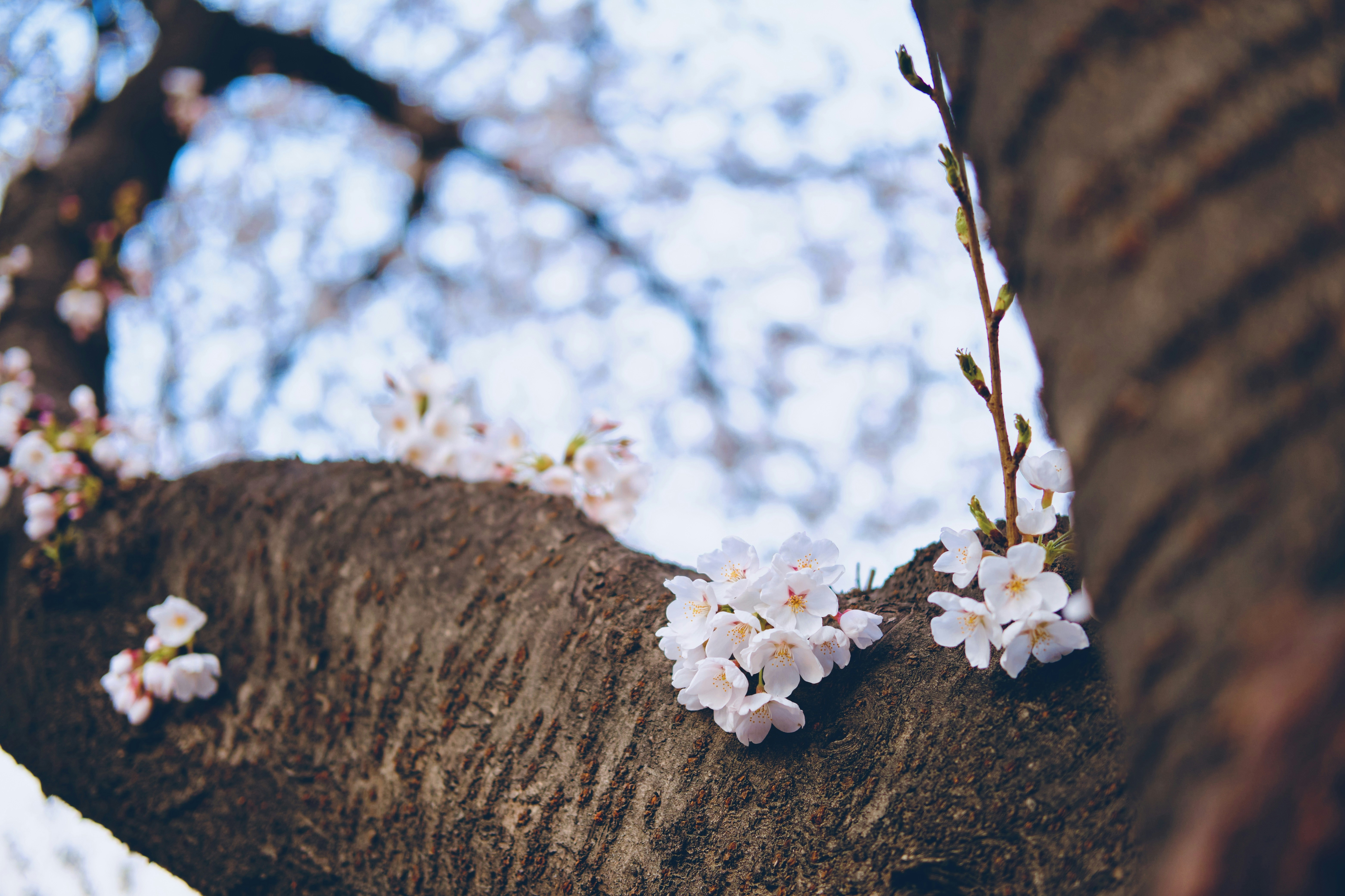 Photo by atluminon