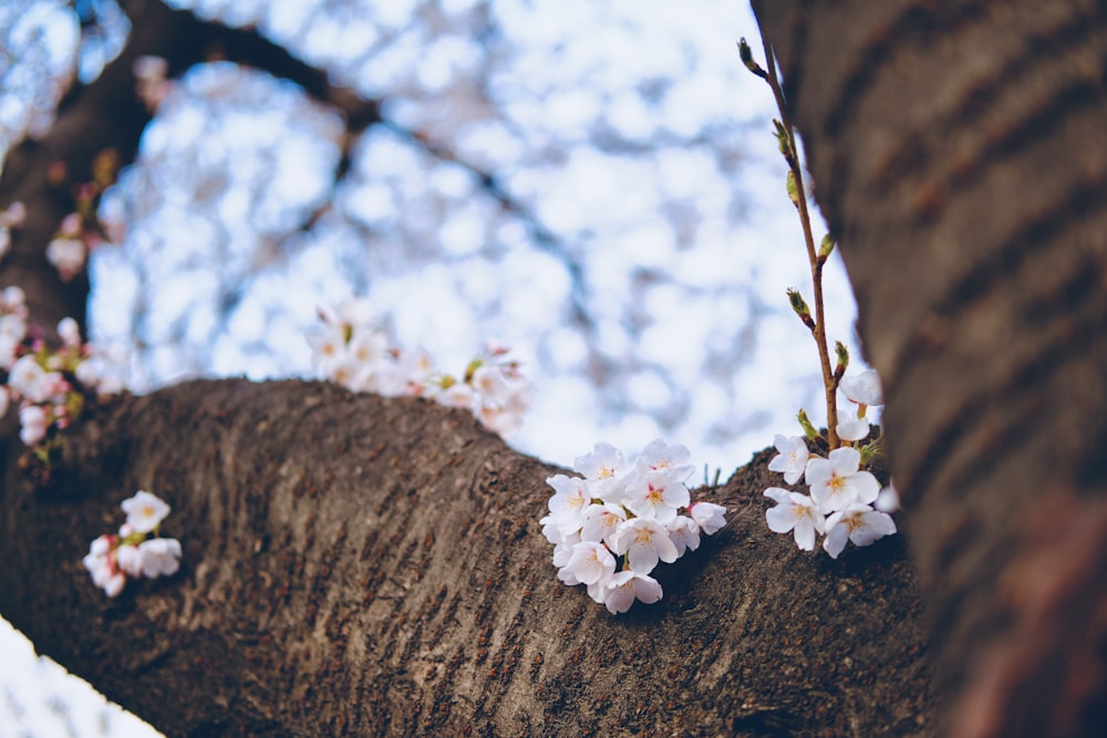 um galho de uma árvore com flores brancas sobre ele