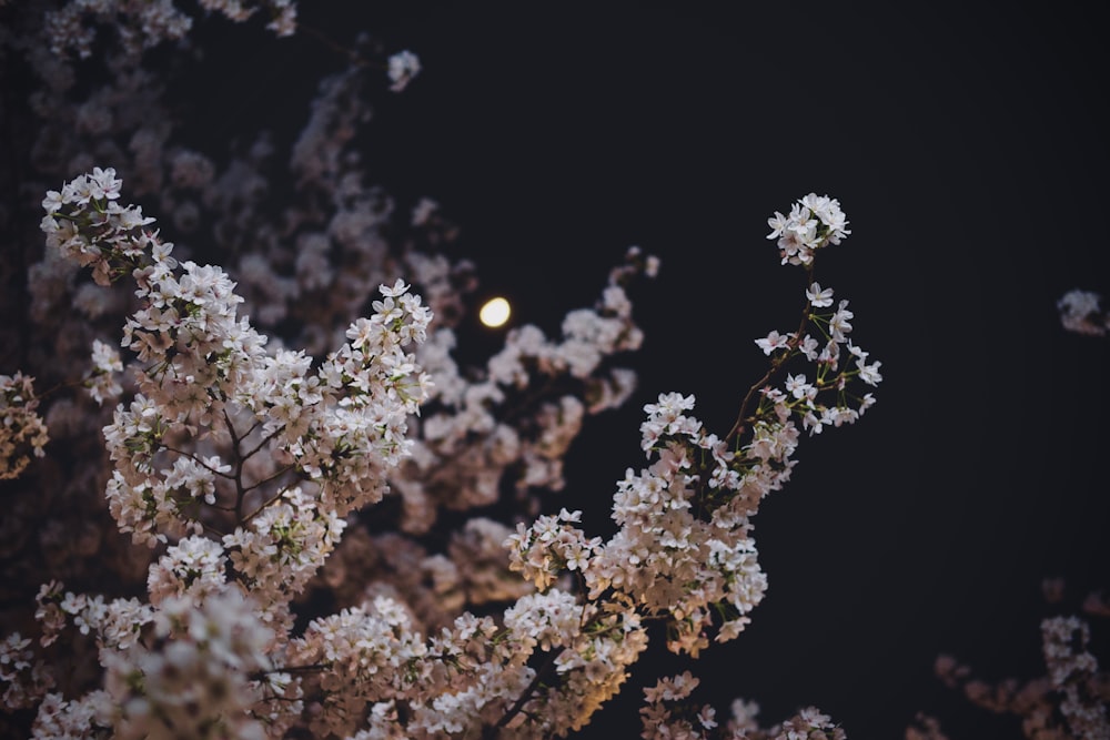 a close up of a tree with white flowers