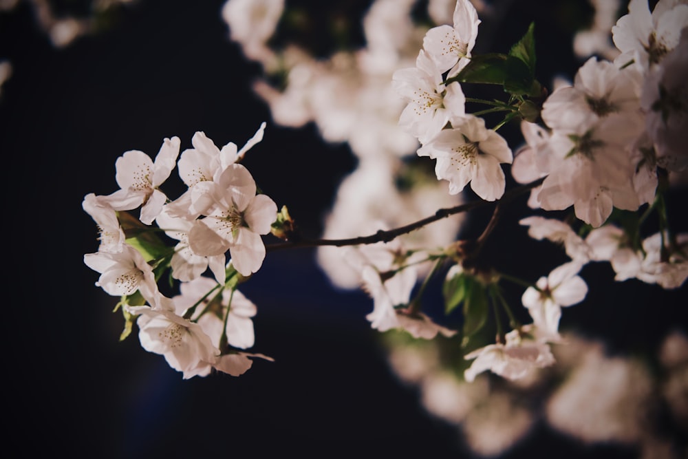 a branch of a tree with white flowers