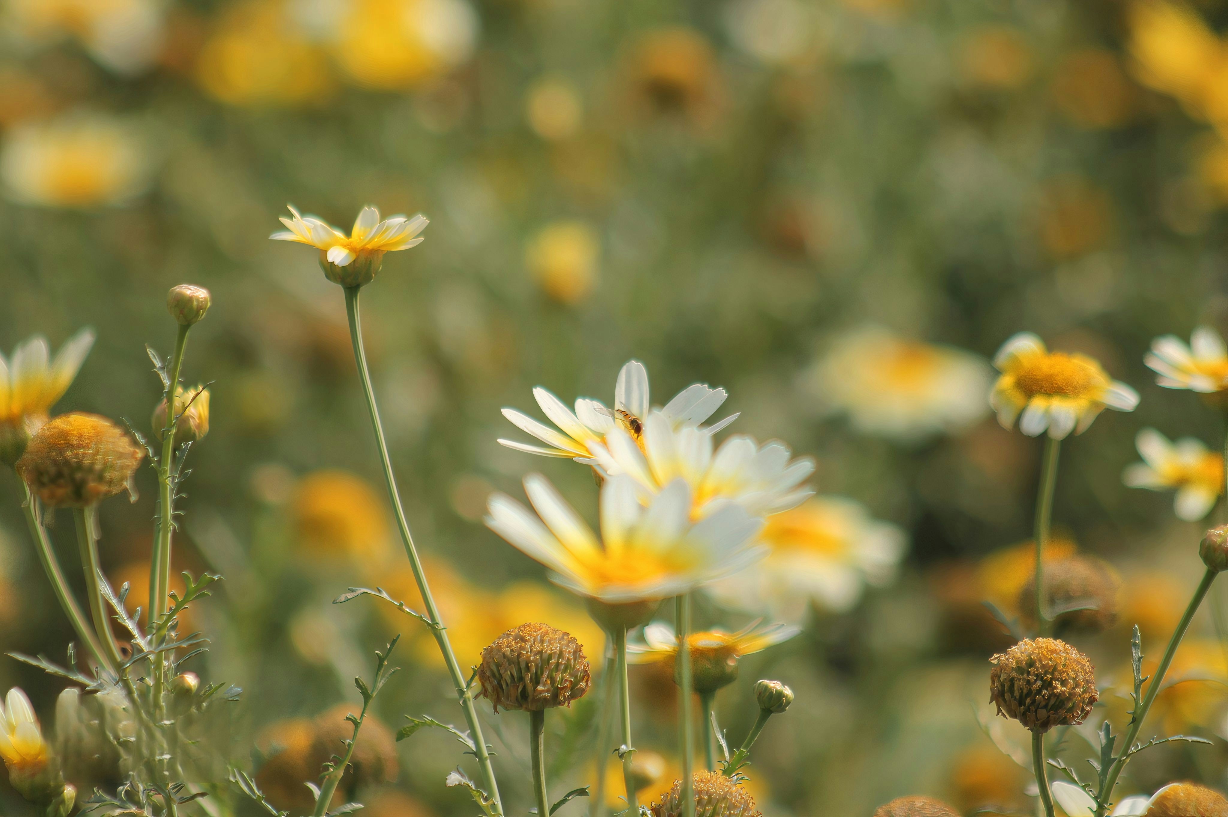 Photo by haiderkhalil