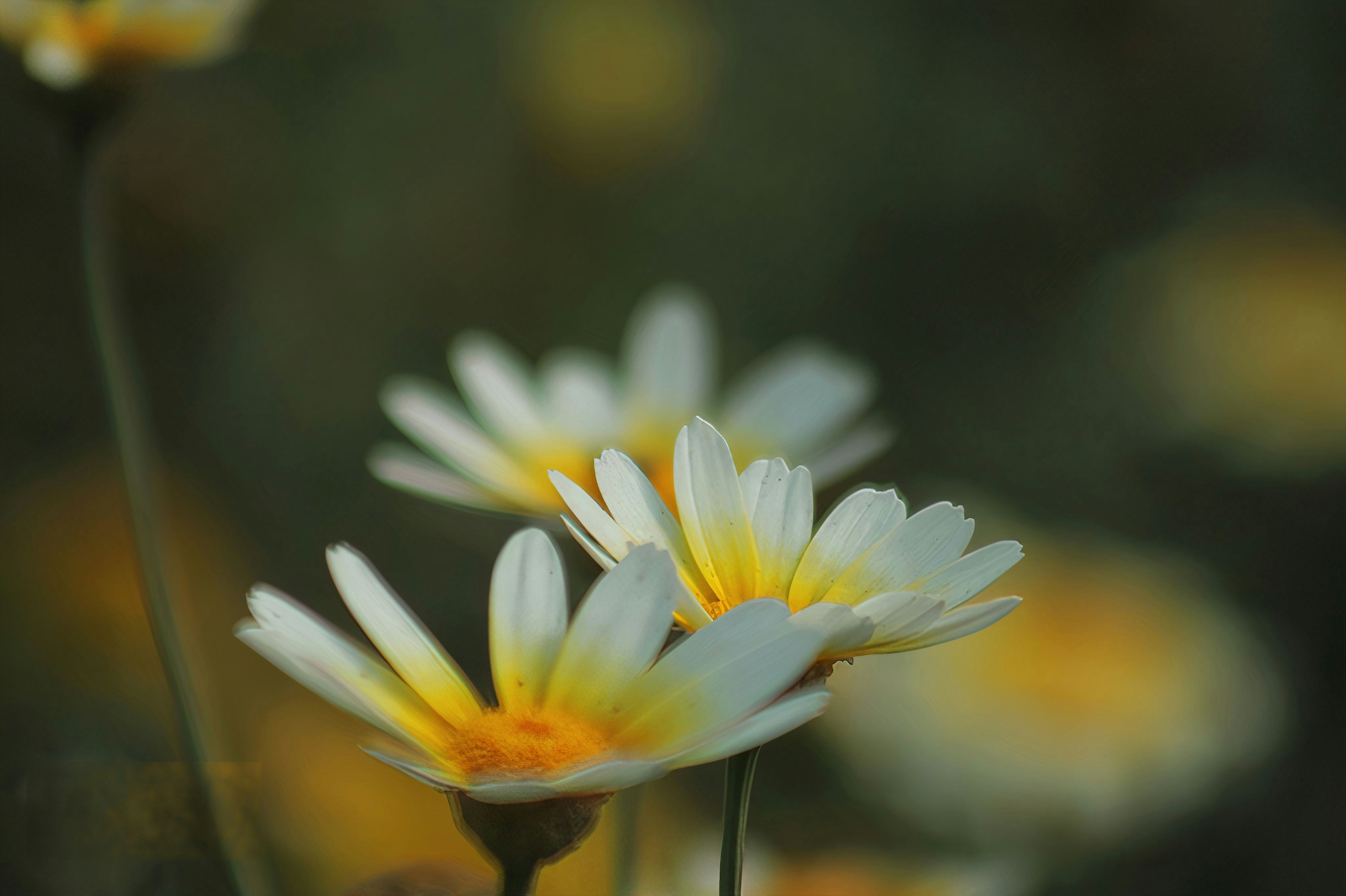 Photo by haiderkhalil