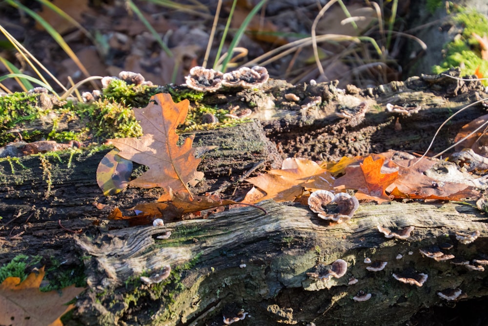 a close up of a fallen leaf on a log