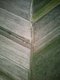 An aerial view of agricultural fields, with parallel rows defining the landscape. Two distinct sections create a diagonal divide, with varying shades of green and brown, indicating differences in crop types or soil conditions.