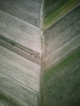 An aerial view of agricultural fields, with parallel rows defining the landscape. Two distinct sections create a diagonal divide, with varying shades of green and brown, indicating differences in crop types or soil conditions.