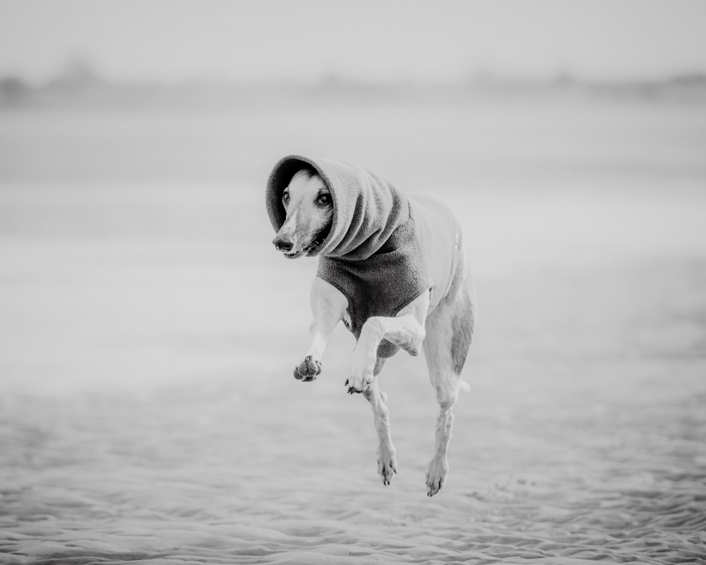 a dog jumping in the air on a beach
