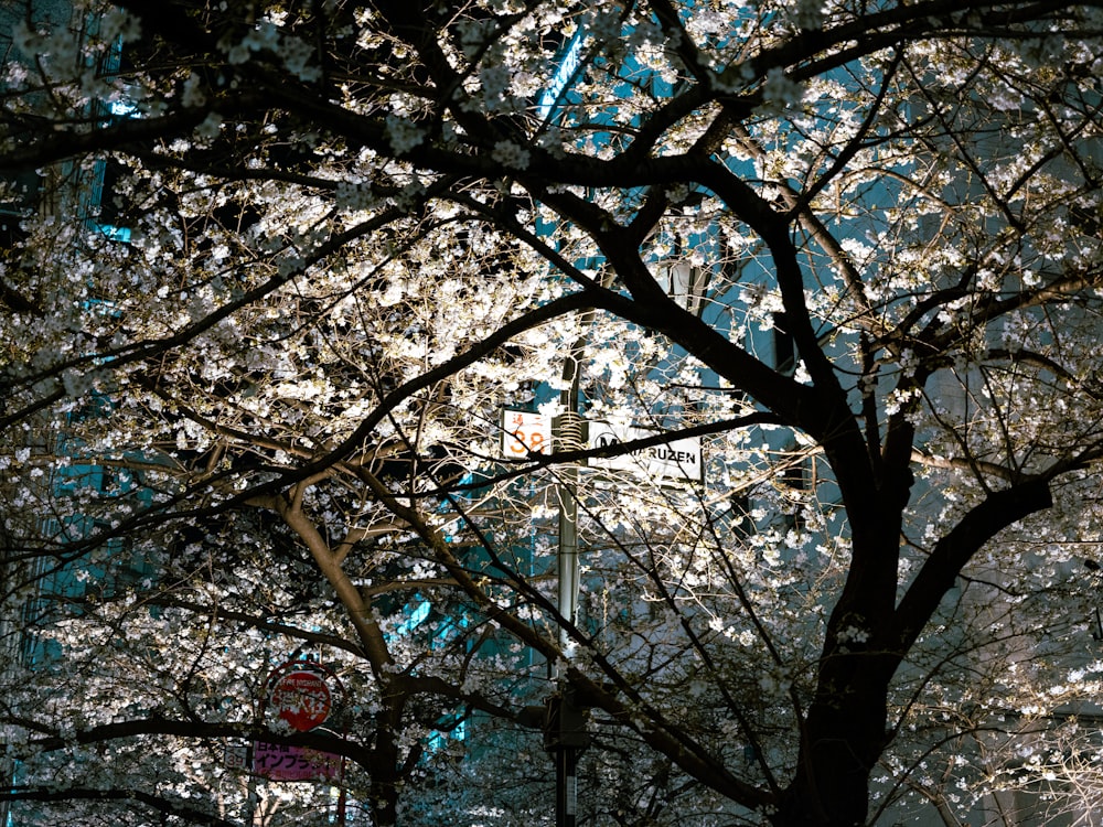 a tree with lots of white flowers in a park