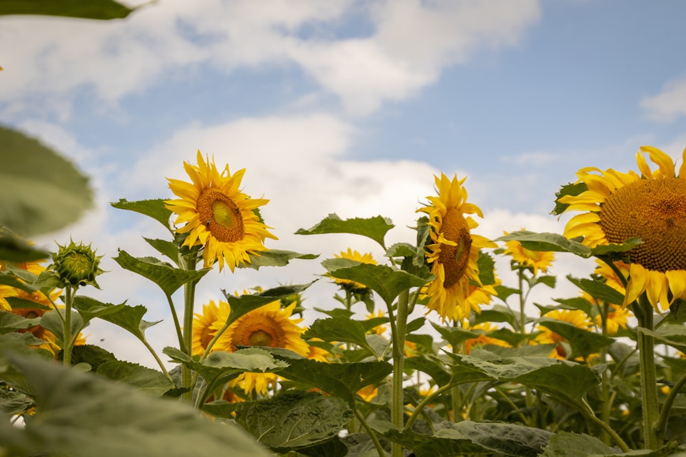 a field of sunflowers with a blue sky in the background