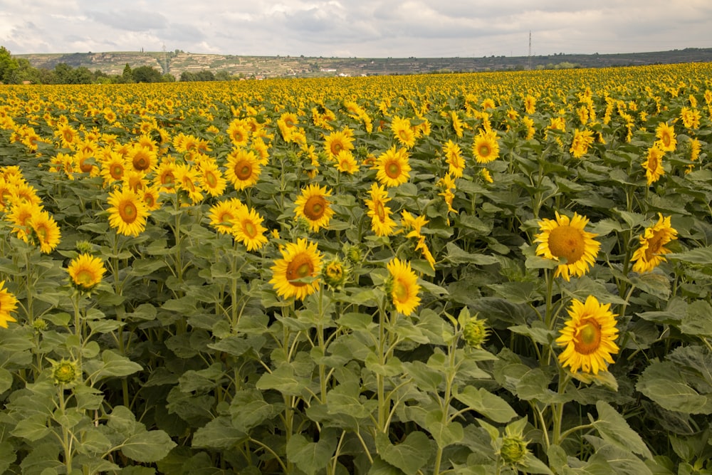 a large field of sunflowers on a cloudy day