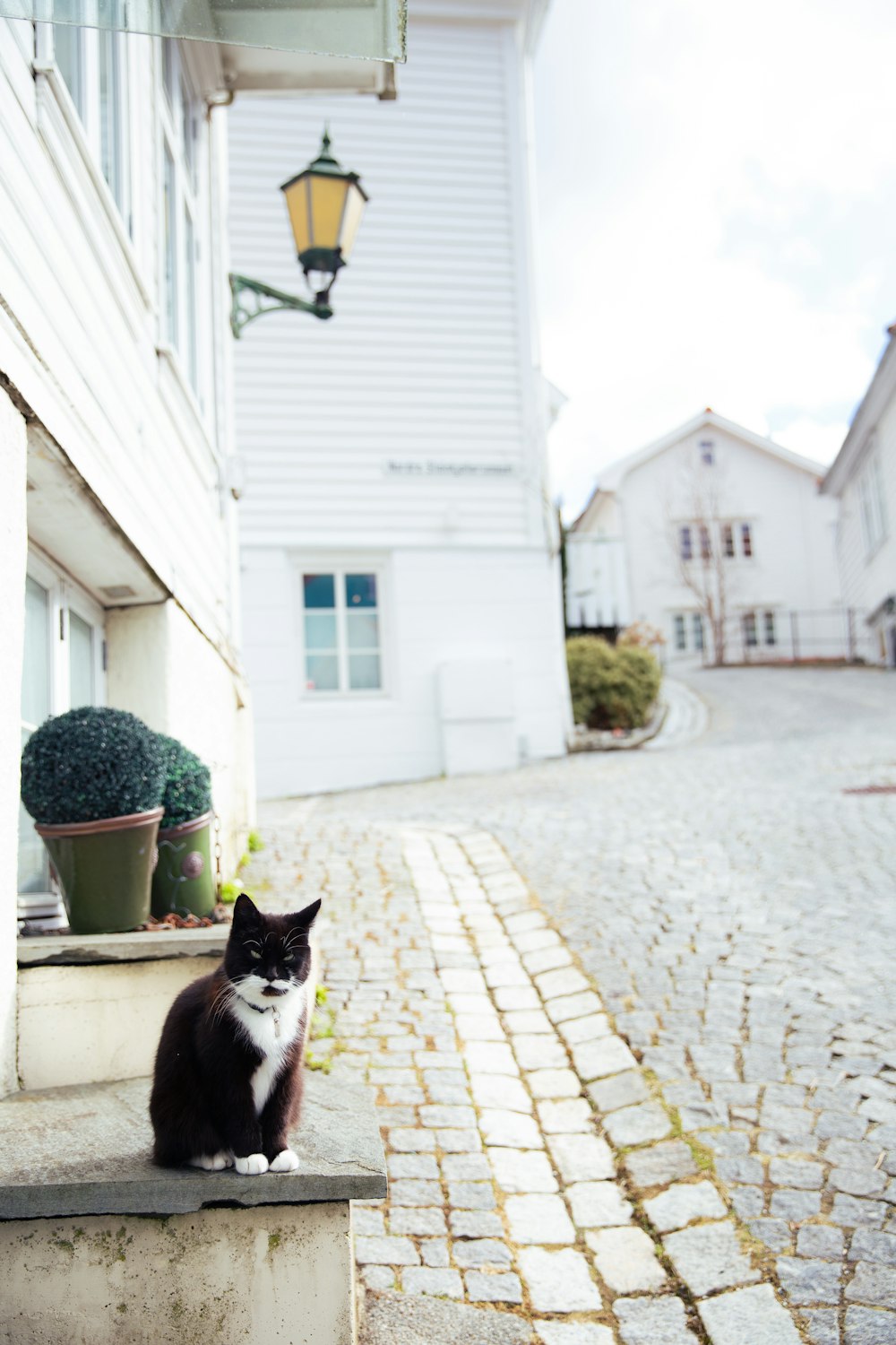 a black and white cat sitting on a step