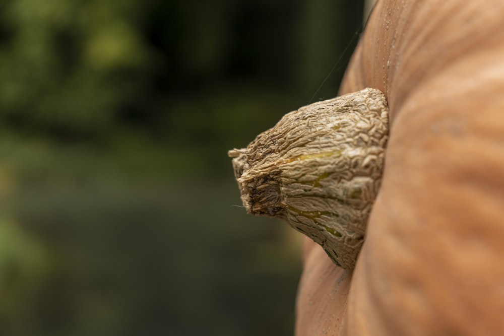 a close up of a horse's head with a bug on it's