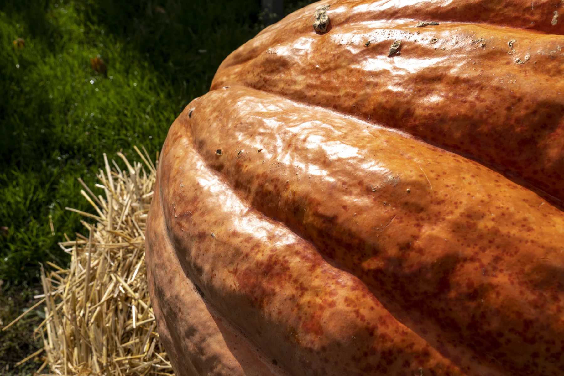 Close-up of a giant pumpkin's ribbed, weathered orange rind beside a straw bale