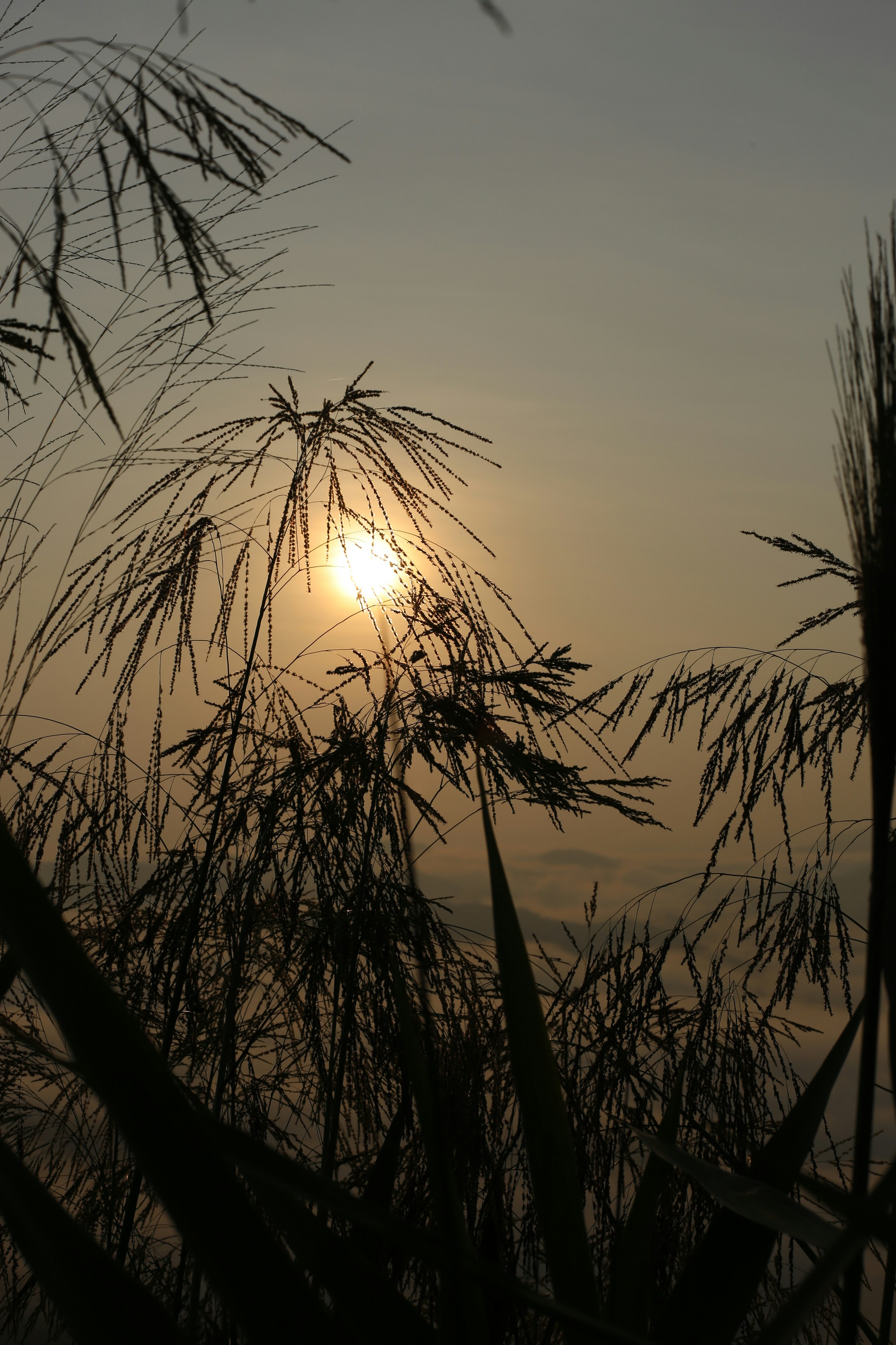 Photo by quangdieu195