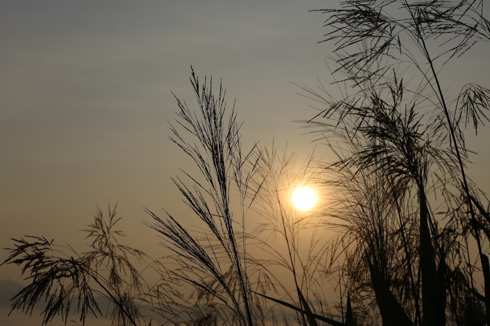 the sun is setting behind some tall grass