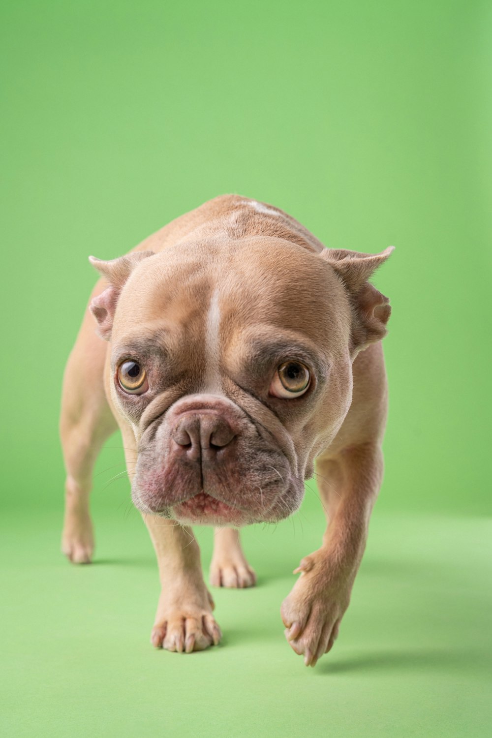 a small brown dog standing on top of a green floor