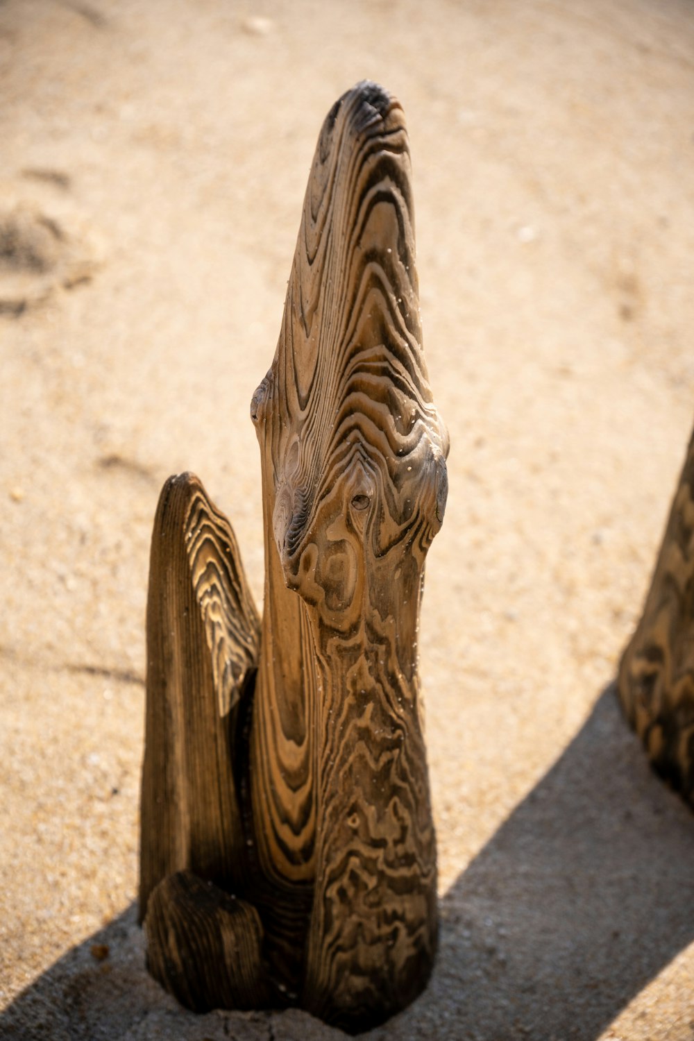 a close up of a piece of wood on the ground