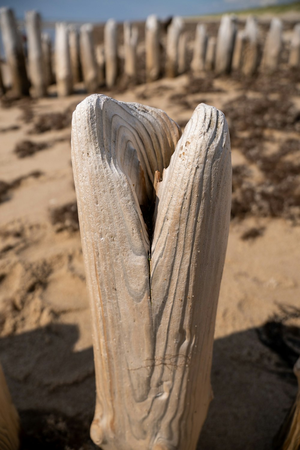 a close up of a piece of wood on a beach